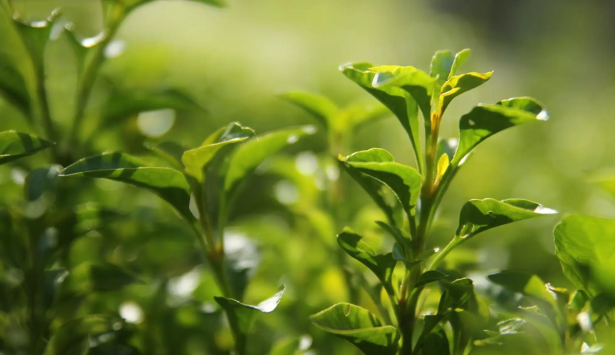 Quel est le meilleur thé vert ?