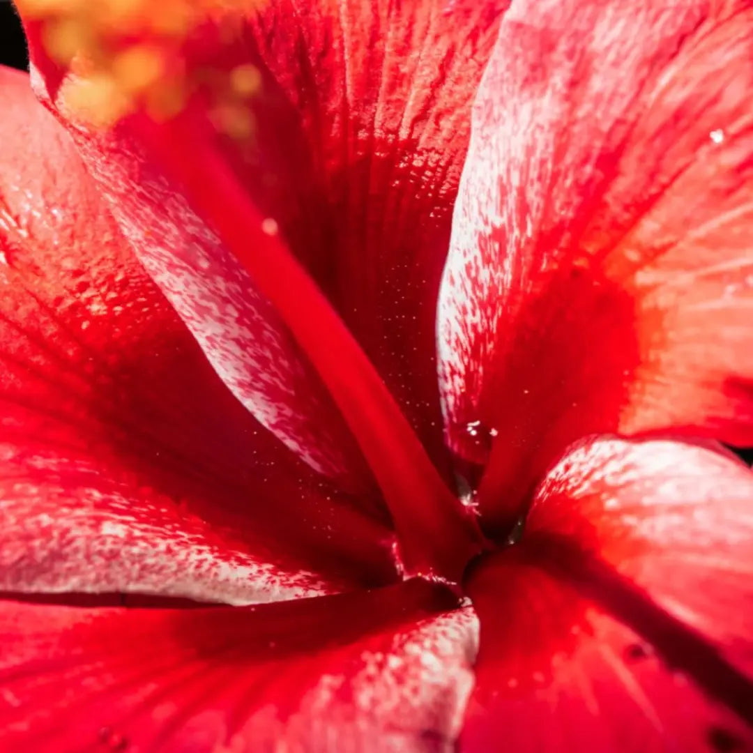 RELAX - Fraise Basilic & Hibiscus JANE