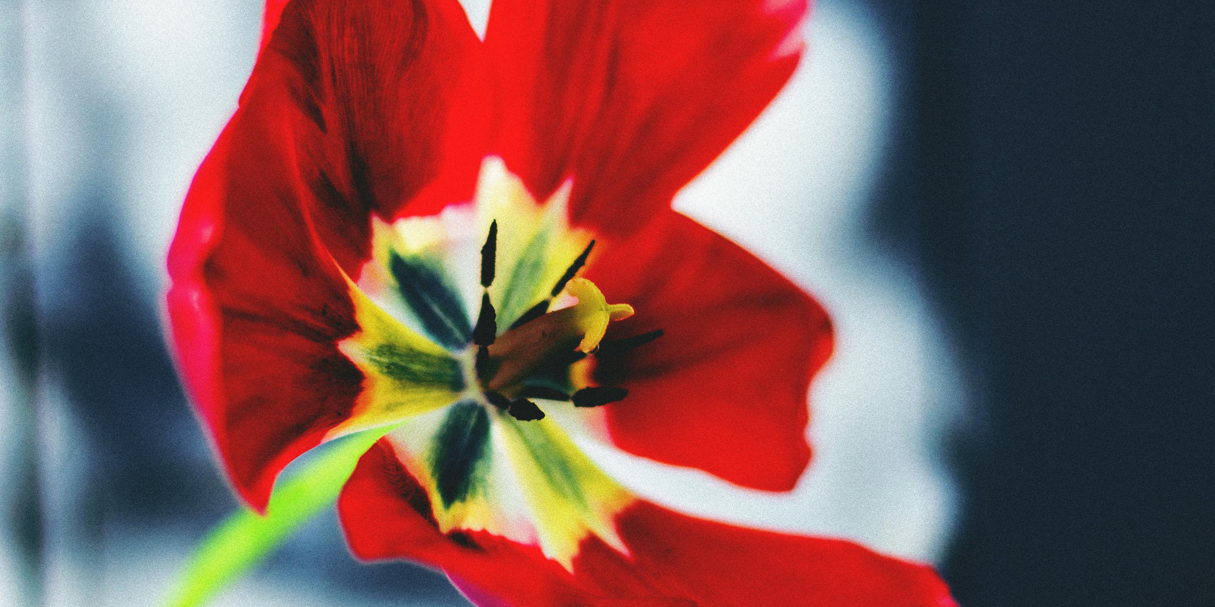 Boisson fleurs rouges fruits 