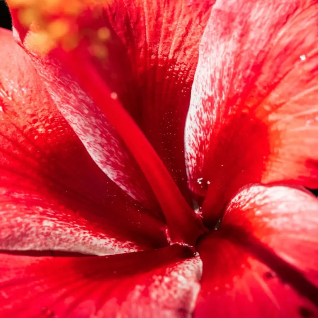 RELAX - Fraise Basilic & Hibiscus JANE